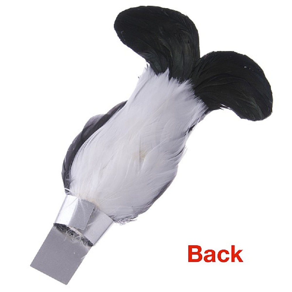 Blackcock Feather